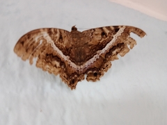Lepidoptera