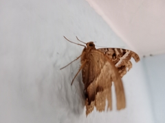Lepidoptera