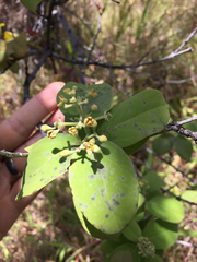 Santalum paniculatum