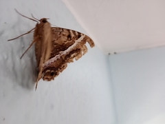Lepidoptera