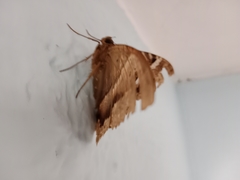 Lepidoptera