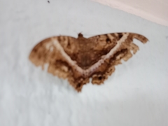 Lepidoptera
