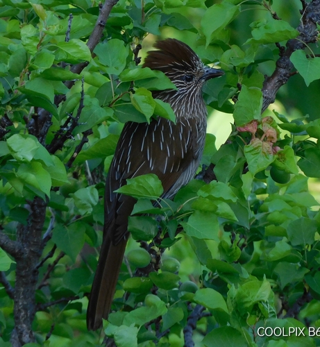 Striated Laughingthrush (Grammatoptila striata), photo 10