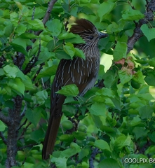 Grammatoptila striata