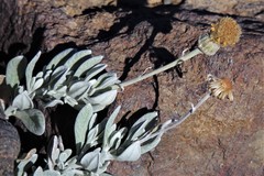 Senecio argyreus