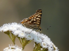 Dodona durga
