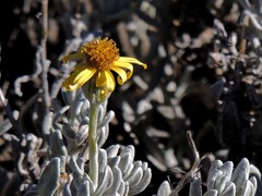 Senecio argyreus