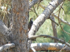 Dendrocoptes auriceps