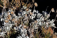 Senecio argyreus