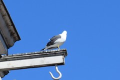 Larus fuscus