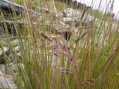 Festuca horridula