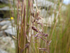 Festuca horridula