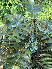 Berberidinae