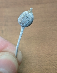 Neolasioptera lathami