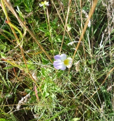 Viola hymettia