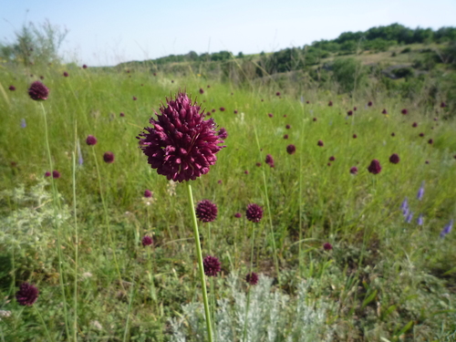 Allium sphaerocephalon