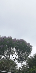 Jacaranda copaia