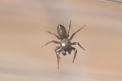 Salticidae