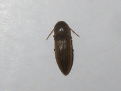 Agriotes lineatus
