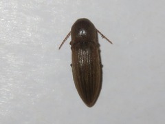 Agriotes lineatus