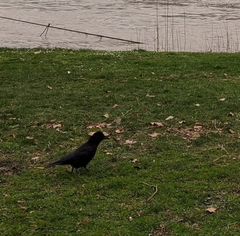 Corvus corone