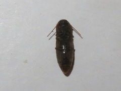 Agriotes lineatus