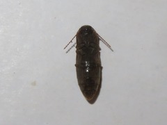 Agriotes lineatus