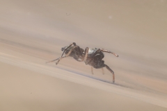 Salticidae