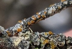 Bacidia rubella