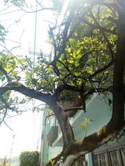 Citrus × latifolia