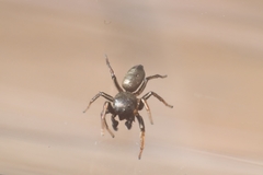 Salticidae