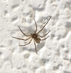 Philodromus placidus