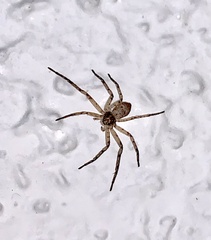 Philodromus placidus