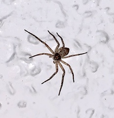 Philodromus placidus