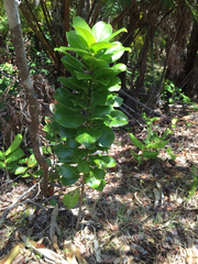 Ilex anomala
