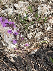 Liatris gracilis