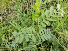 Vicia hybrida