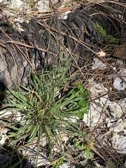Liatris gracilis