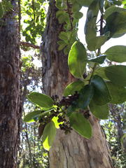 Ilex anomala