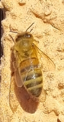 Apis mellifera