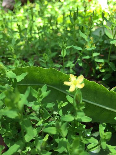 Sierra madre St. johnswort (Hypericum parvulum)