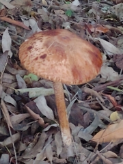Macrolepiota