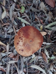 Macrolepiota