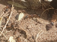 Formica xerophila