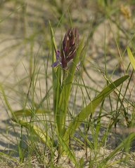 Dactylorhiza incarnata lobelii
