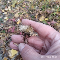 Pentanema salicinum