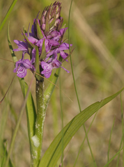 Dactylorhiza incarnata lobelii