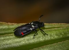 Callitettix versicolor