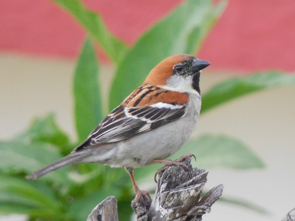 Russet Sparrow photo