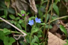 Aegonychon zollingeri